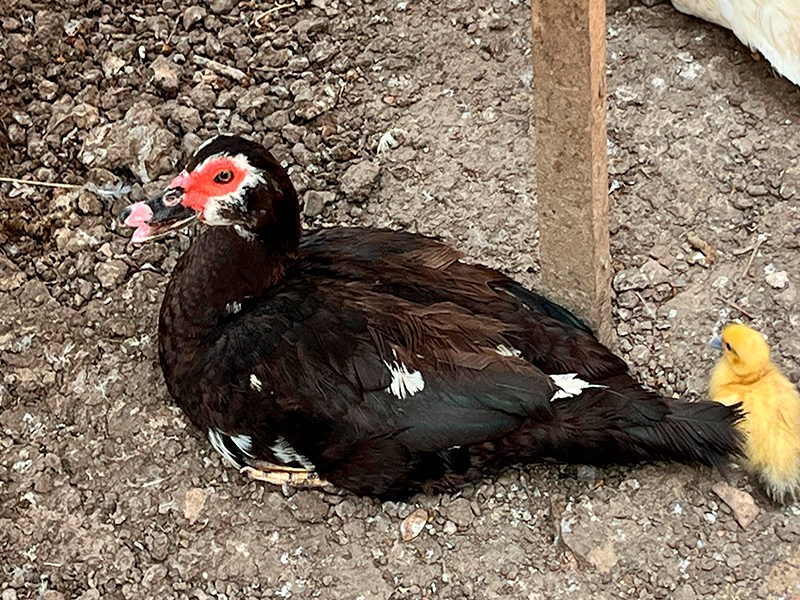 Pato Doméstico (Anas platyrhynchos domesticus)