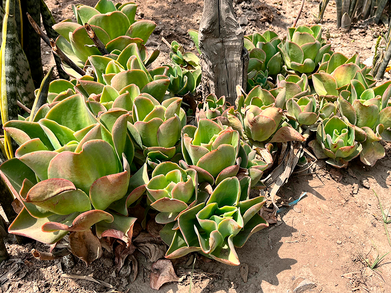 Echeveria