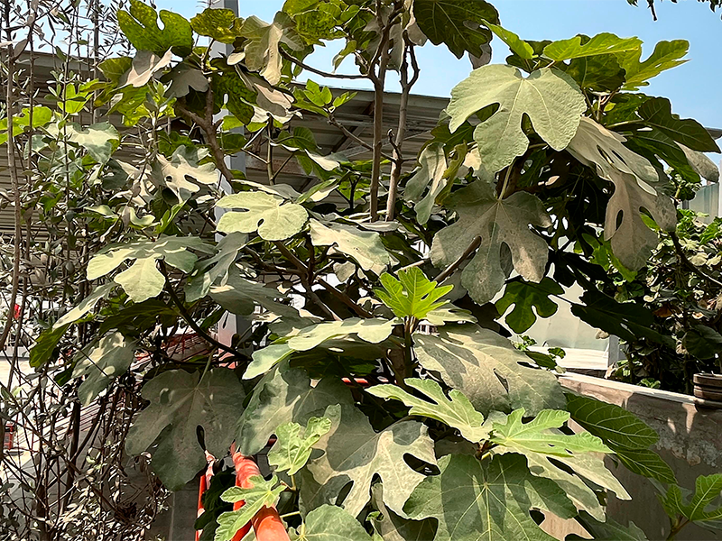 Higuera (Ficus carica)