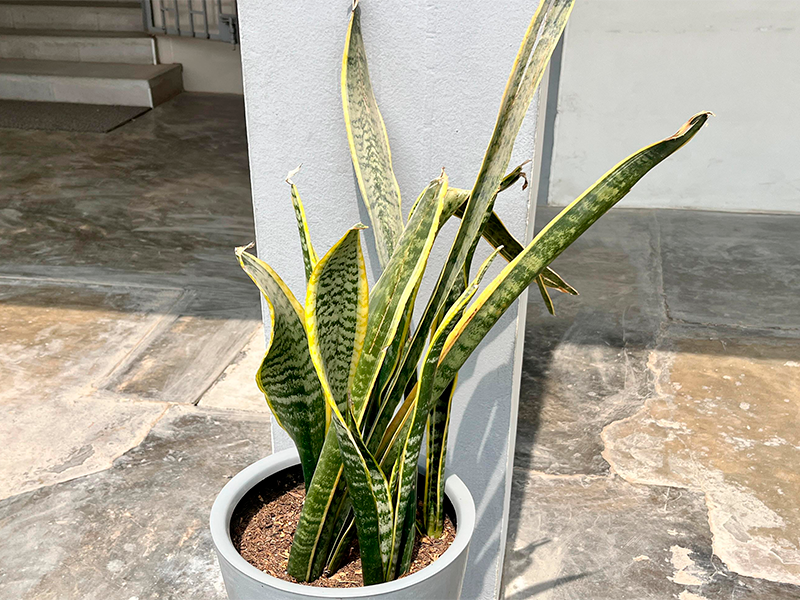 Lengua de Suegra (Dracaena trifasciata)