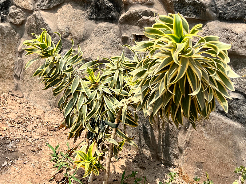 Drácena variegada (Dracaena reflexa 'Song of India')